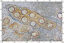 Hydnotrya tulasnei